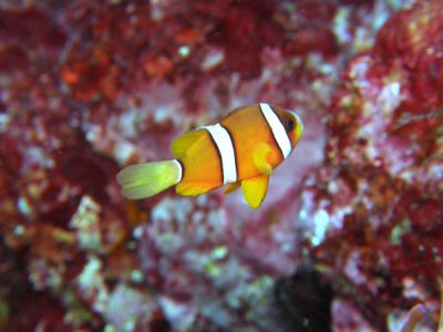 クマノミ幼魚