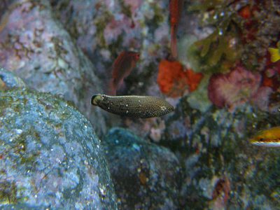 クロフチススキベラ幼魚