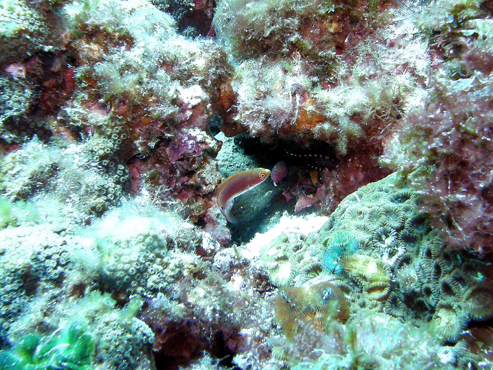 クロヘリイトヒキベラの幼魚