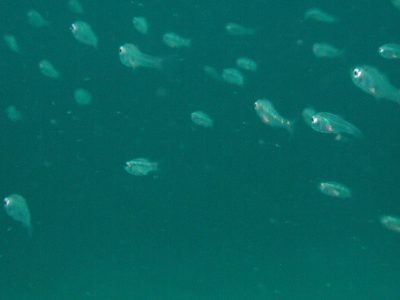 クロホシイシモチ幼魚