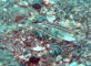 クロイトハゼ幼魚