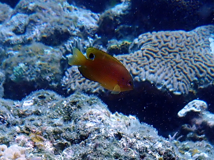 クロメガネスズメダイ