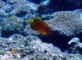 クロメガネスズメダイ