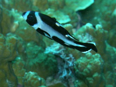 マダラタルミ幼魚