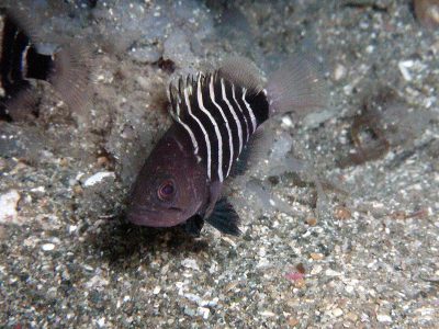 マハタ幼魚