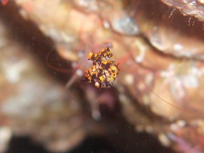 マツカサウオ幼魚