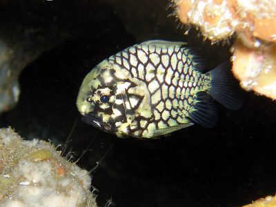 マツカサウオ