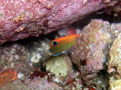 メガネスズメダイ幼魚
