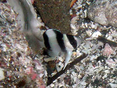 ミスジスズメダイ幼魚