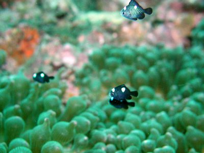 ミツボシクロスズメダイ幼魚