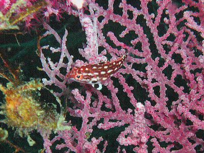 モンツキベラ幼魚