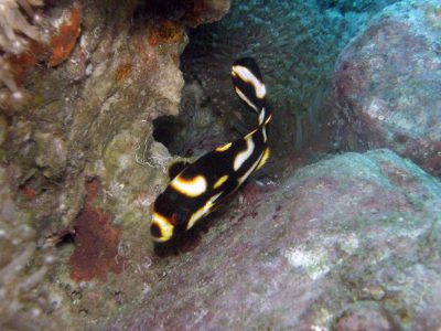 ムスジコショウダイ幼魚