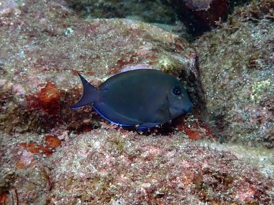 ナガニザ幼魚
