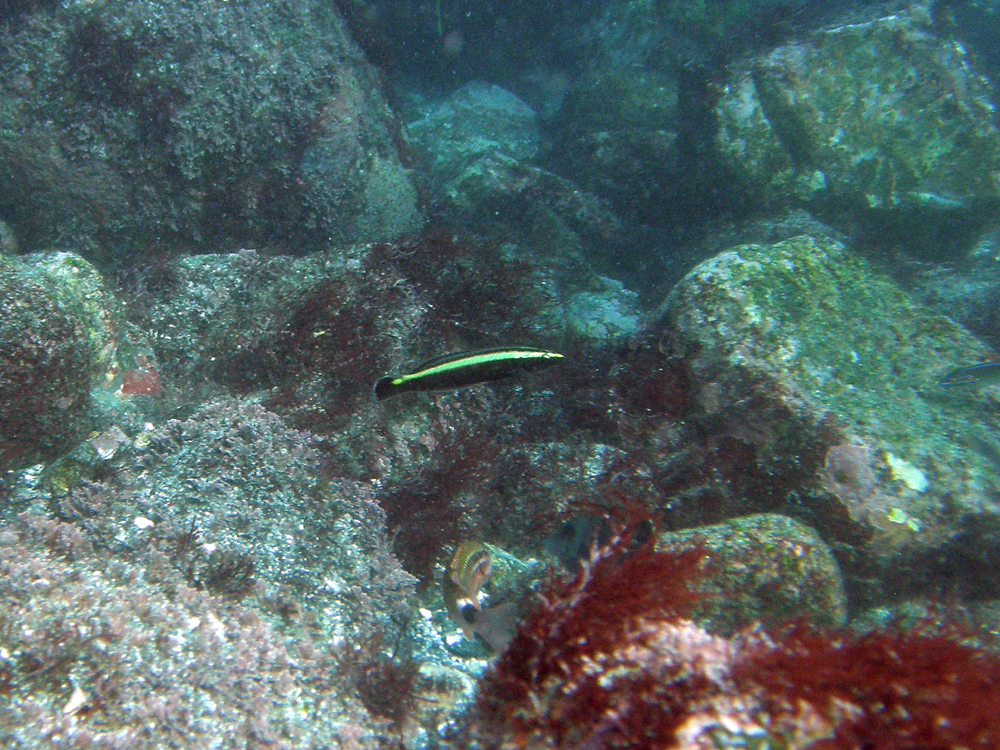 ナメラベラ幼魚