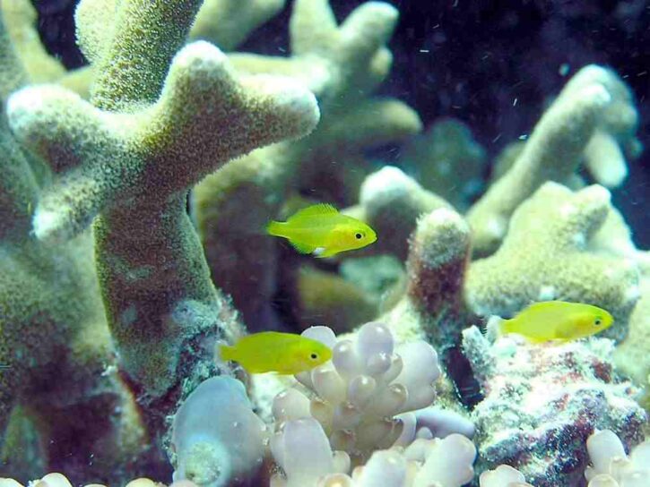 ネッタイスズメダイ幼魚