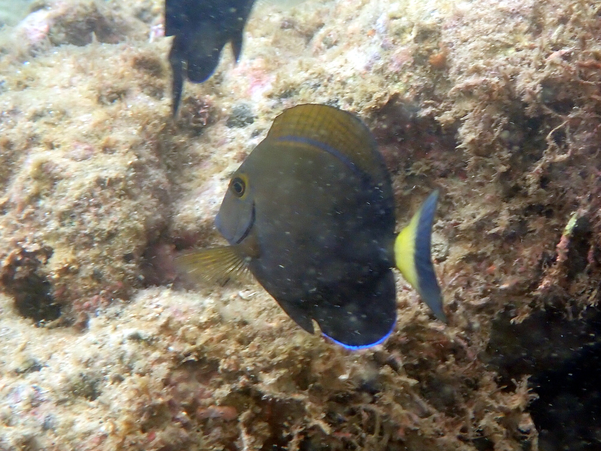 ニセカンランハギ幼魚