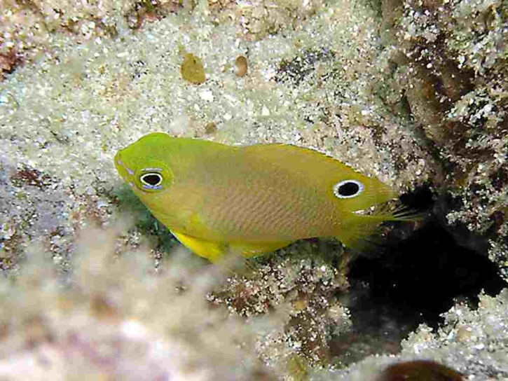 ニセネッタイスズメ幼魚