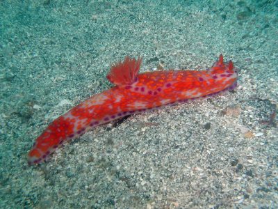 ニシキウミウシ