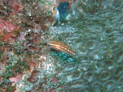 ニシキキュウセン幼魚
