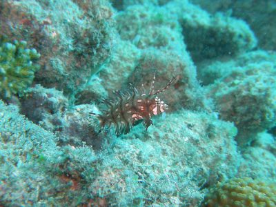 オビテンスモドキの幼魚
