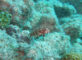 オビテンスモドキの幼魚