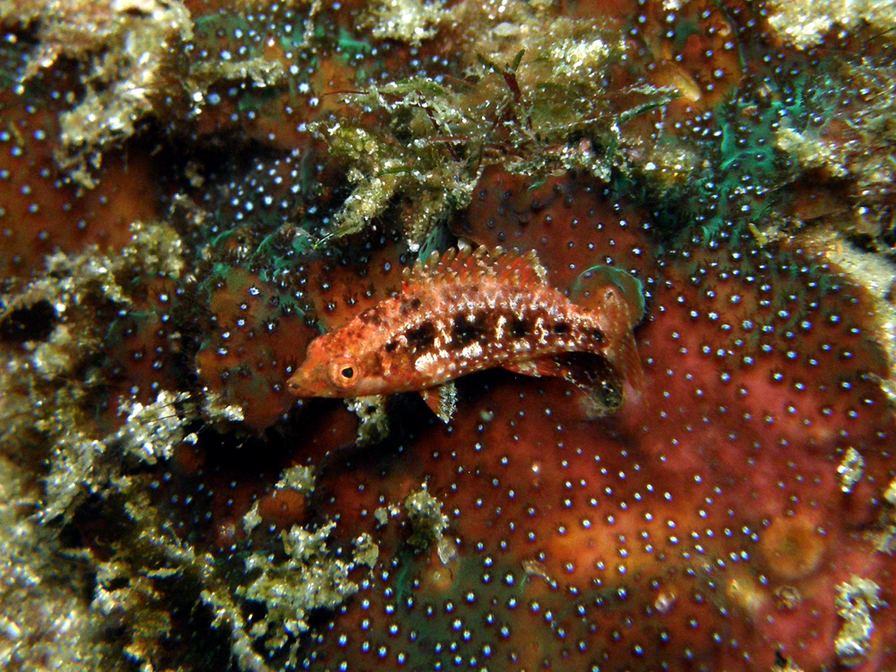 オハグロベラ幼魚