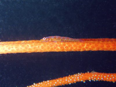 オオガラスハゼ