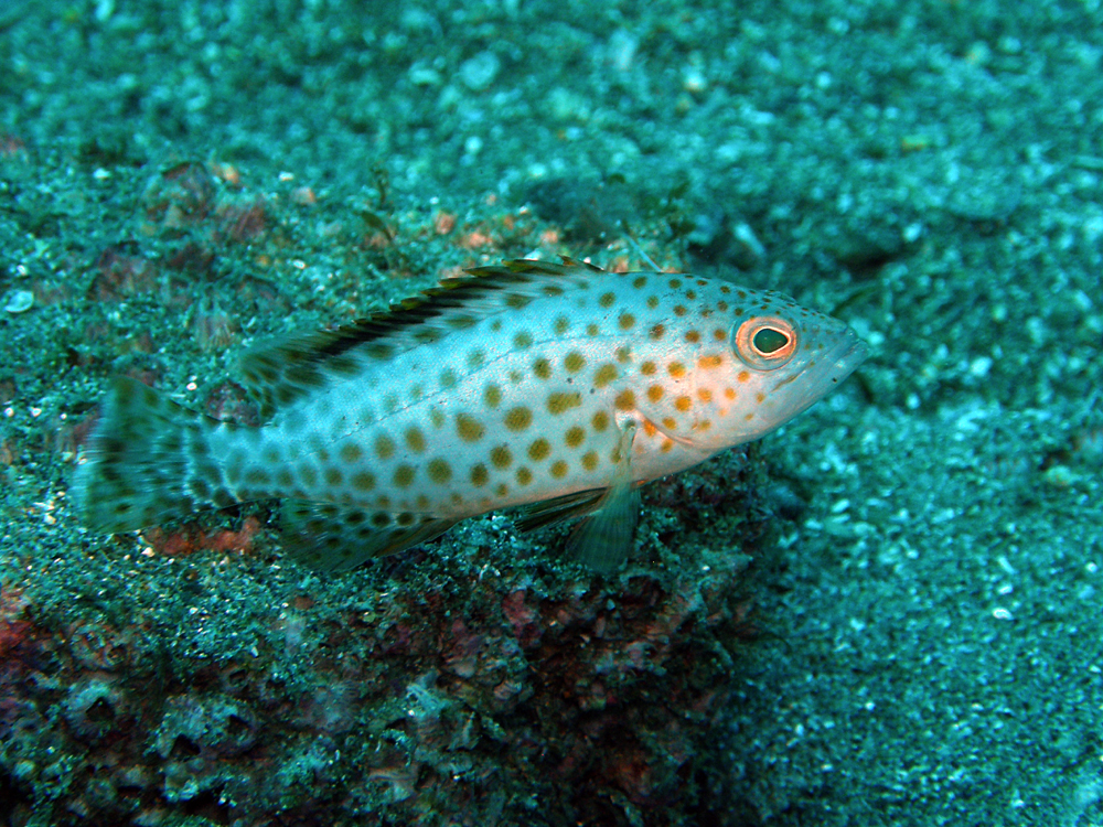 オオモンハタ幼魚