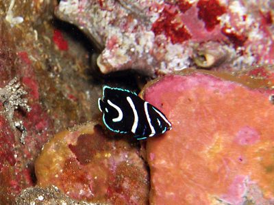 サザナミヤッコ幼魚