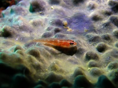 セボシウミタケハゼ
