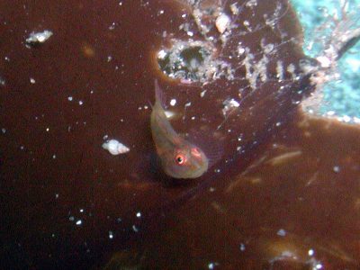 セボシウミタケハゼ