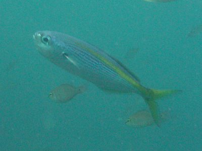 タカベ