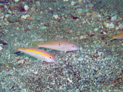 ウミヒゴイとタカサゴヒメジ