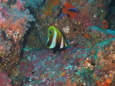 タキゲンロクダイ幼魚