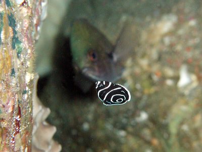 タテジマキンチャクダイ幼魚