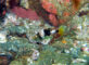 トカラベラ幼魚