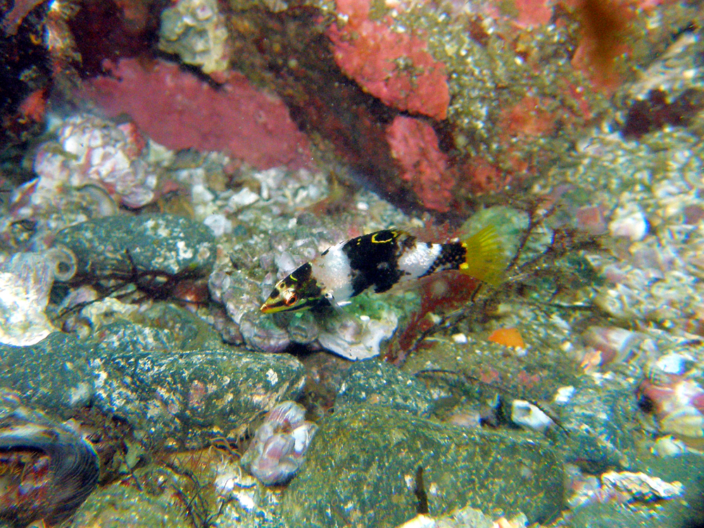 トカラベラ幼魚