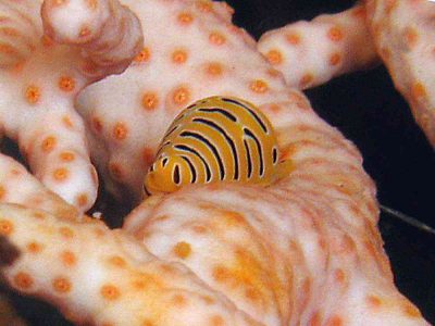 トラフケボリタカラガイ
