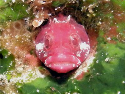 トウシマコケギンポ