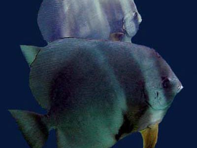 ツバメウオ