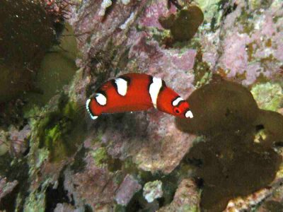 ツユベラ幼魚