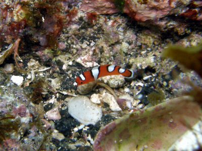 ツユベラ幼魚