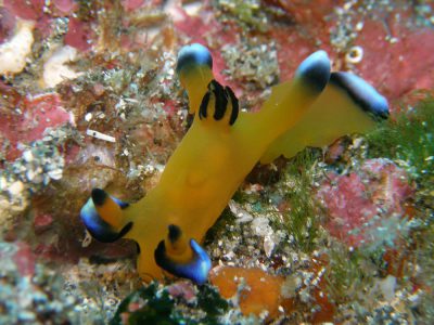 ウデフリツノザヤウミウシ
