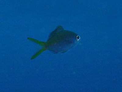 ウメイロ幼魚