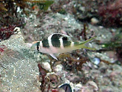ヨコシマクロダイ幼魚