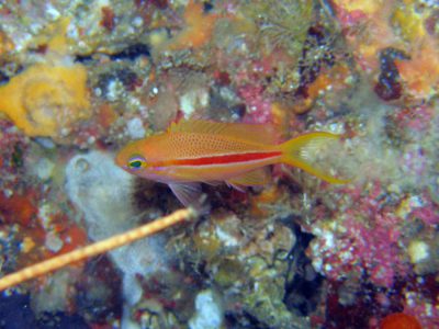 スジハナダイ幼魚